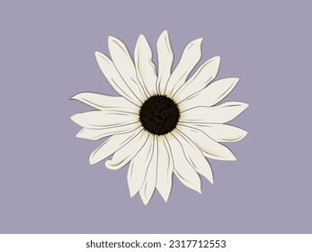 Botanical floral illustration. Italian white sunflower with large creamy white flowers. Floral design element. Realistic drawing of a wildflower. Template for book, cover, and banner.