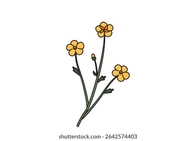 Botanical floral meadow bouquet isolated on white background. Hand drawn three wildflower plant with yellow flowers vector illustration. Graphic design element for Birthday Wedding Greeting Card Flyer