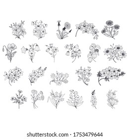 conjunto floral botánico. Crocus, Forget-me-nots, Physalis, dandelion, Chamomile, Flor lirio del valle, Carnación, flores Clematis. Ilustración del material vectorial, eps 10. Esquema. Dibujo manual