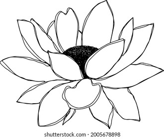 botanical floristic contour flower  blossom open buds . Vector isolated minimalistic white and black flower