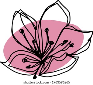 botanical floristic contour flower cherry sakura apple blossom open buds . Vector isolated minimalistic pink and black flower