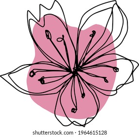 botanical floristic contour flower cherry sakura apple blossom open buds . Vector isolated minimalistic pink and black flower