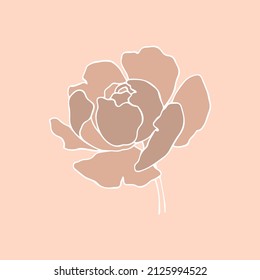 botanical floristic contour flower peonies open buds . Vector isolated minimalistic flower 