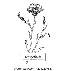 Botanical flower cornflower line vector hand draw