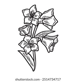 Botanical Flower Illustration Colorless - Botanical Flower-15