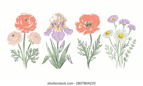 Botanical flower illustration set with ranunculus iris poppy and daisies in pastel sketch style arranged side by side