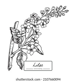botanical flower lilac hand draw svg