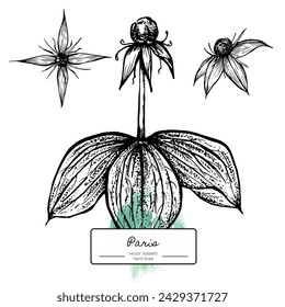 botanical flower Paris herb hand draw