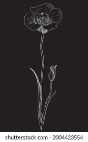 Botanical flower vector illustration, line art drawing