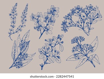 Botanical flowers drawing illustration vector elements. Classic antique vintage feel.