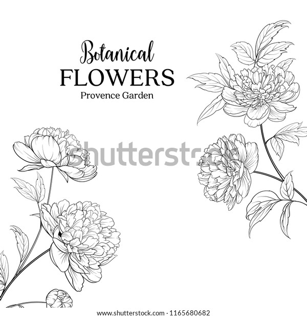 植物の花の園 牡丹の看板花壇 春の花束 白い背景に花柄のカード ベクターイラスト のベクター画像素材 ロイヤリティフリー