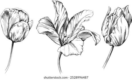 Flores botânicas desenhadas à mão. Flor selvagem de folha de primavera selvagem isolada. Arte em tinta gravada em preto e branco. Elemento de ilustração isolado sobre fundo branco.