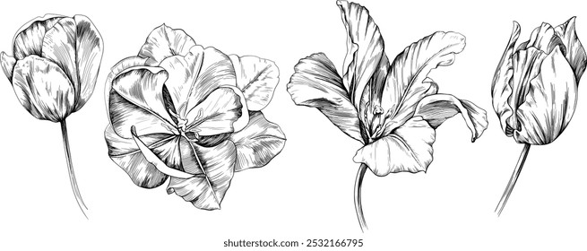 Flores botânicas desenhadas à mão. Flor selvagem de folha de primavera selvagem isolada. Tulipa preta e branca gravada arte da tinta. Elemento de ilustração isolado no fundo branco.