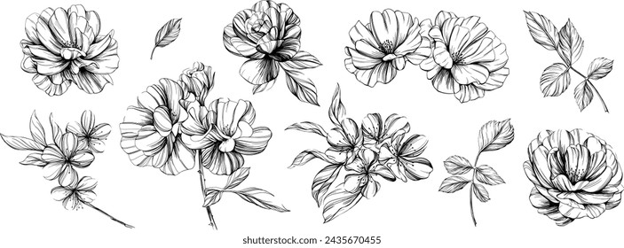 Botanical flowers set. Wild spring leaf wildflower isolated. Black and white engraved ink art. Isolated collection illustration element on white background.