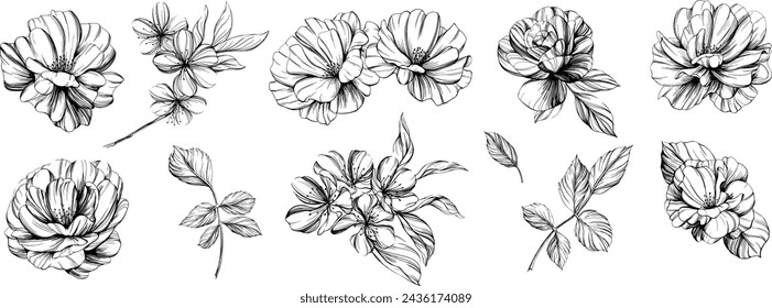 Botanical flowers set. Wild spring leaf wildflower isolated. Black and white engraved ink art. Isolated collection illustration element on white background.