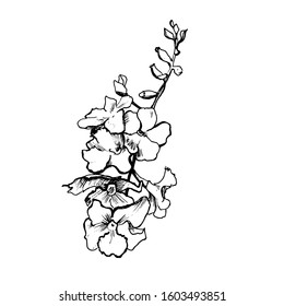 Botanical flowers vector. Isolated bunch. Hand drawing sketch  with line-art on the white background. Inflorescence of flower. Monochrome Blossome. Black and white