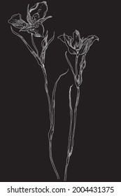 Botanical foliage, black and white vector illustration, floral line drawing