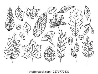 Botanical Forest Branches and Fall Leaves Black Thin Line Set Include of Leaf Maple, Oak and Pine Cone. Vector illustration