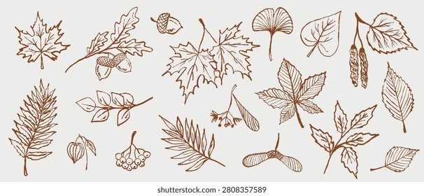 Botanical forest elements collection with maple leaf, acorns, and seeds isolated on white. Autumn falling leaves. Hand drawn vector sketch illustration in vintage crayon charcoal style.