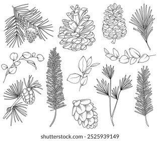 Botanical forest line drawing, hand drawn line art fir cones, pinecones, spruce and pine branches, nature elements vector outline illustration