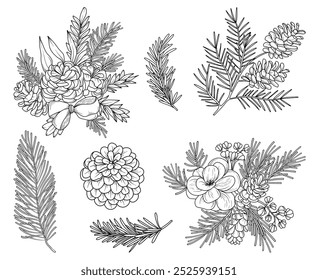 Botanical forest line drawing, hand drawn line art fir cones, pinecones, spruce and pine branches, nature elements vector outline illustration