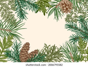 Botanical frame with fir and pine branches, cones, fern and leaves. Vector Christmas card. Botanical illustration. Plants template isolated on white background. Green ornament. Sketch.