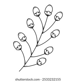 Botanical graphic assets. Botanical design asset on transparent background