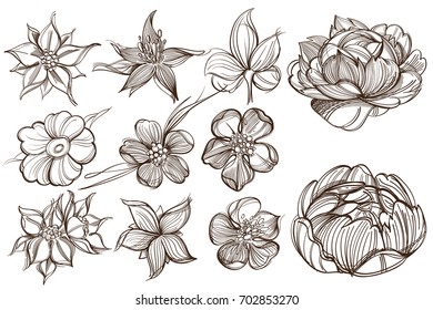 Botanical graphics. Peonies. A set of illustrations with buds, blossoming flowers and leaves.