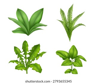 Botanical grass set. Vector isolated fern and dandelion leaves, lily of valley and arum foliage. Outdoor vegetation. Lush greenery elements for nature themes, landscapes and environmental concepts