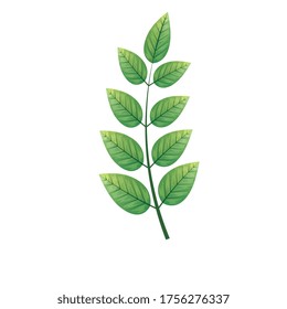 botanical, green leaves, herbs and branch on white background vector illustration design
