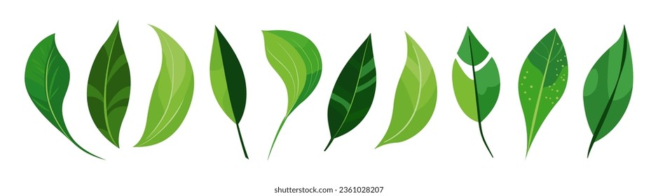 Botanical green set, vivid banana leaf, tropical, jungle leaves collection. Greenery foliage plant for home arrangement, floral design. Garden, office, patio, decor. Nature, environment illustration