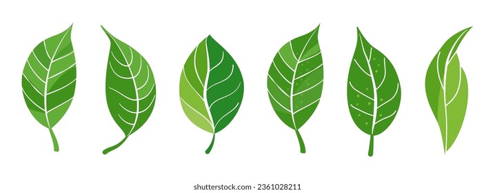 Botanical green set, vivid summer, spring leaves collection. Greenery foliage plant for home arrangement, romantic floral design. Garden, office, patio, wedding decor. Nature, environment illustration