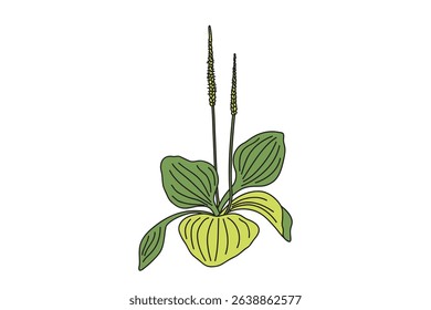 Botanical growing plantain bush isolated on white background. Hand drawn plantain leaves and flowers plant vector illustration. Graphic design element for Birthday Wedding Greeting Card Flyer Poster 