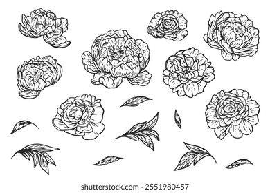 Botanical hand draw set of peony flower elements in flat monochrome style. Collection of outline silhouettes buds and leaves. Vector illustration.