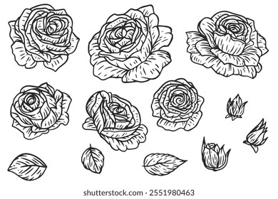 Botanical hand draw set of rose flower elements in flat monochrome style. Collection of outline silhouettes buds and leaves. Vector illustration.