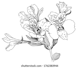 Botanical hand drawing flowers Alstroemeria black silhouettes. Sketch Line style Vector illustration