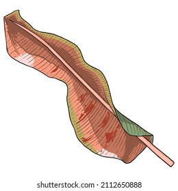 Botanical hand drawn banana tree leaf. Banana leaves palm branch tropical element, fruit bush leaves drawing. Vector.