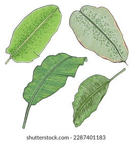 Botanical hand drawn banana tree leaf set. Banana leaves palm branch tropical element collection, fruit bush leaves drawing. Vector.