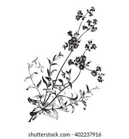 botanical hand drawn branches with flowers isolated, herbs twig of leaves and  flowers isolated on white background vector illustration