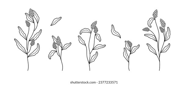 Botanical hand drawn branches, minimalist flowers with elegant leaves. Minimal feminine botanical flower branch with berries. Botanical greenery trendy vector isolated on white background.	
