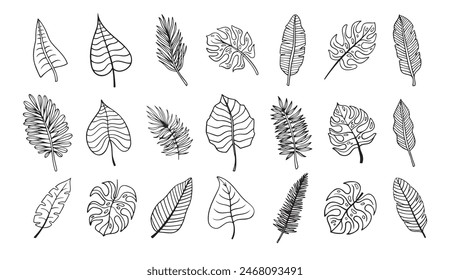 Botanical hand drawn exotic leave. Tropical palm leave sketch, isolated linear doodle style. . Vector illustration