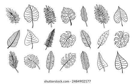 Botanical hand drawn exotic leave. Tropical palm leave sketch, isolated linear doodle style. . Vector illustration