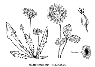 Botanical hand drawn illustration. Dandelion vector sketch. Doodle Shamrock flower. Camellia flower graphic. Plants Rose hip ink.