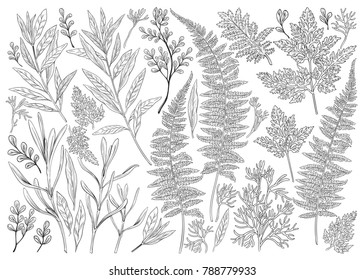 Botanical hand drawn illustration. Vintage floral set with plants, herbs, flowers and leaves. Vector design elements isolated on white background.