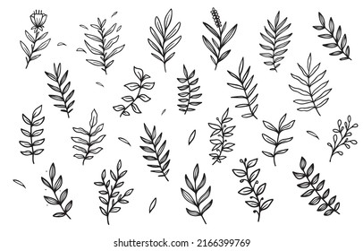 Botanical Hand Drawn Leaves Vector Illustration