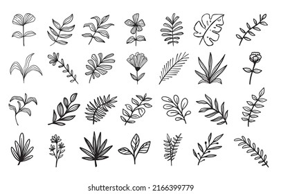 Ilustración del vector de hojas dibujadas a mano botánica