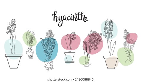 Botanical hand drawn line art vector set. Collection of flowers hyacinths.  