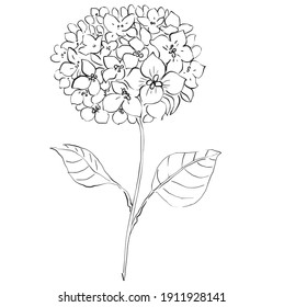 Botanical hand drawn painting illustration, isolated on white background. vector