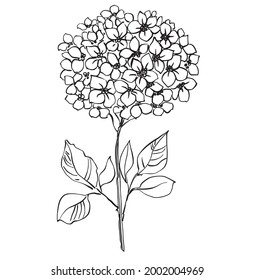Botanical hand drawn painting illustration, isolated on white background. vector