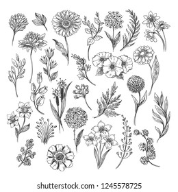 Botanical hand drawn sketch. Vector vintage illustration of floral, leaf and herb set isolated on white background